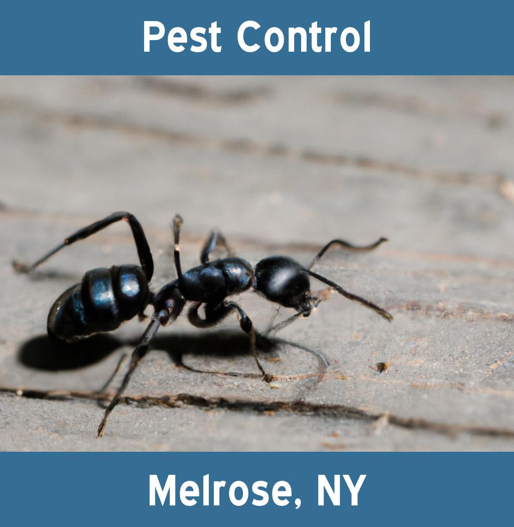 pest control in Melrose New York