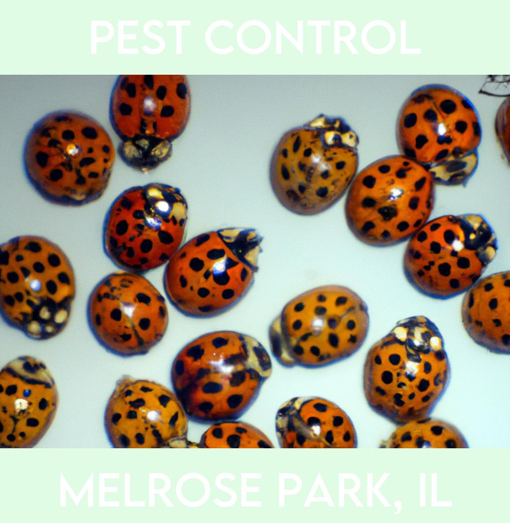 pest control in Melrose Park Illinois
