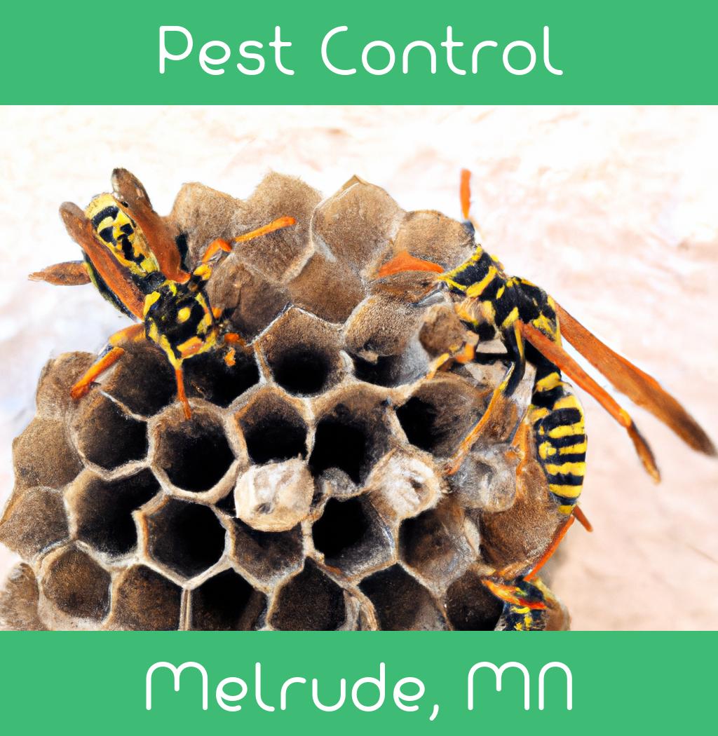 pest control in Melrude Minnesota