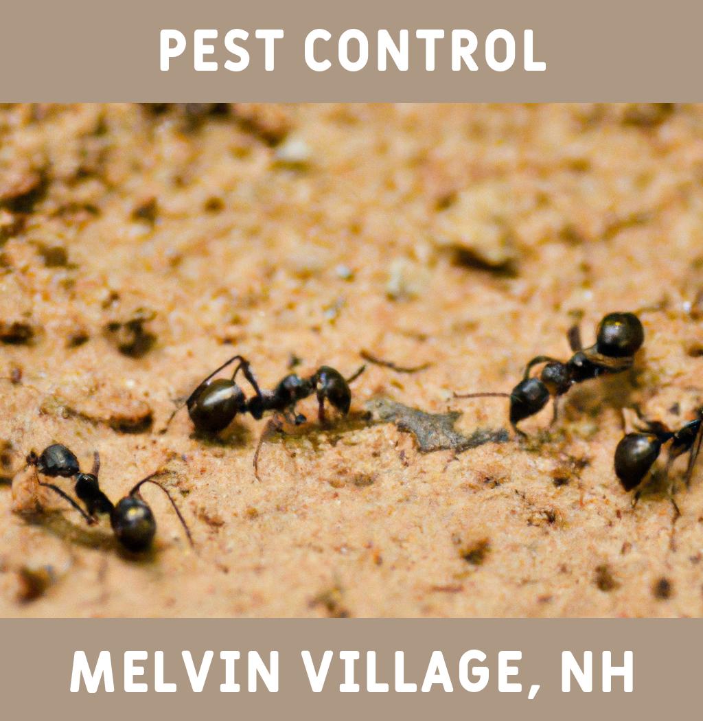 pest control in Melvin Village New Hampshire