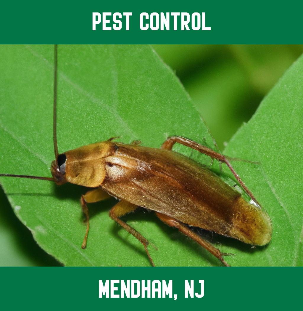 pest control in Mendham New Jersey