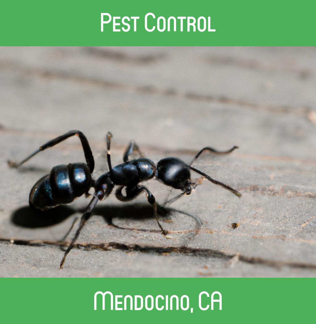 pest control in Mendocino California