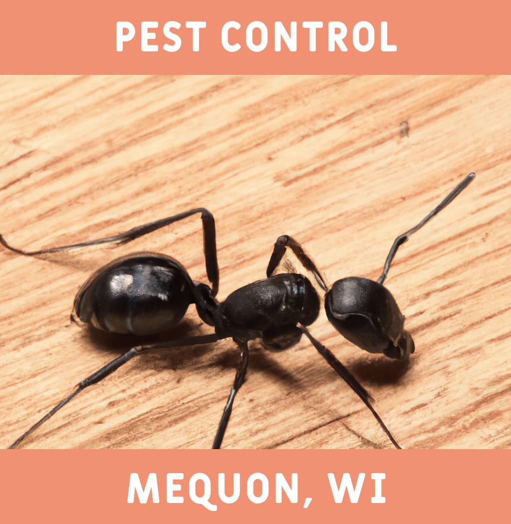 pest control in Mequon Wisconsin