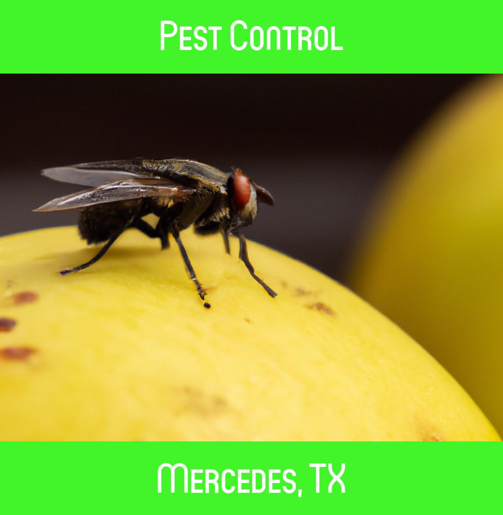 pest control in Mercedes Texas