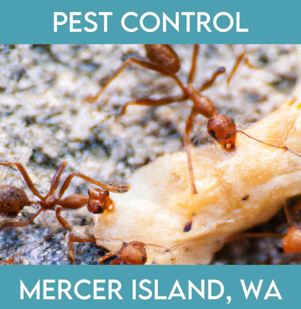 pest control in Mercer Island Washington