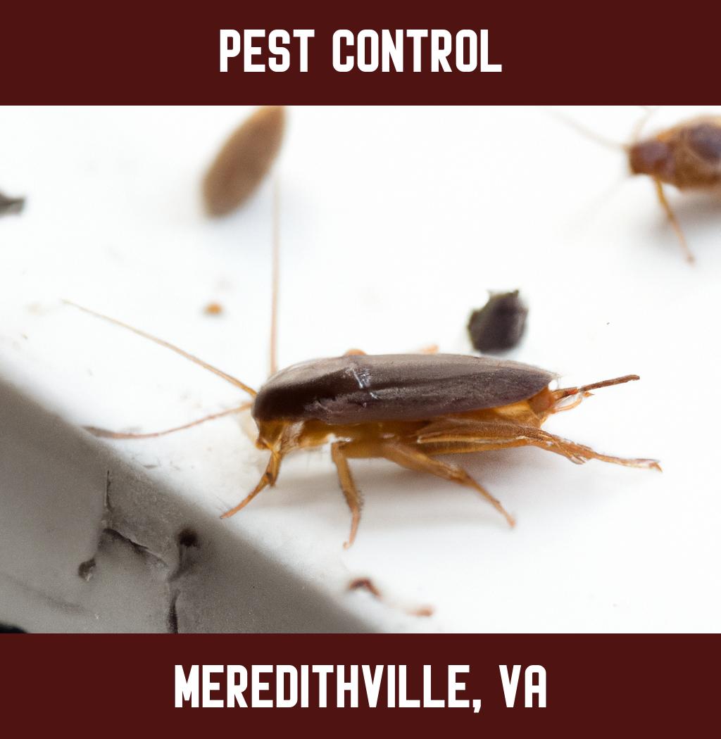 pest control in Meredithville Virginia
