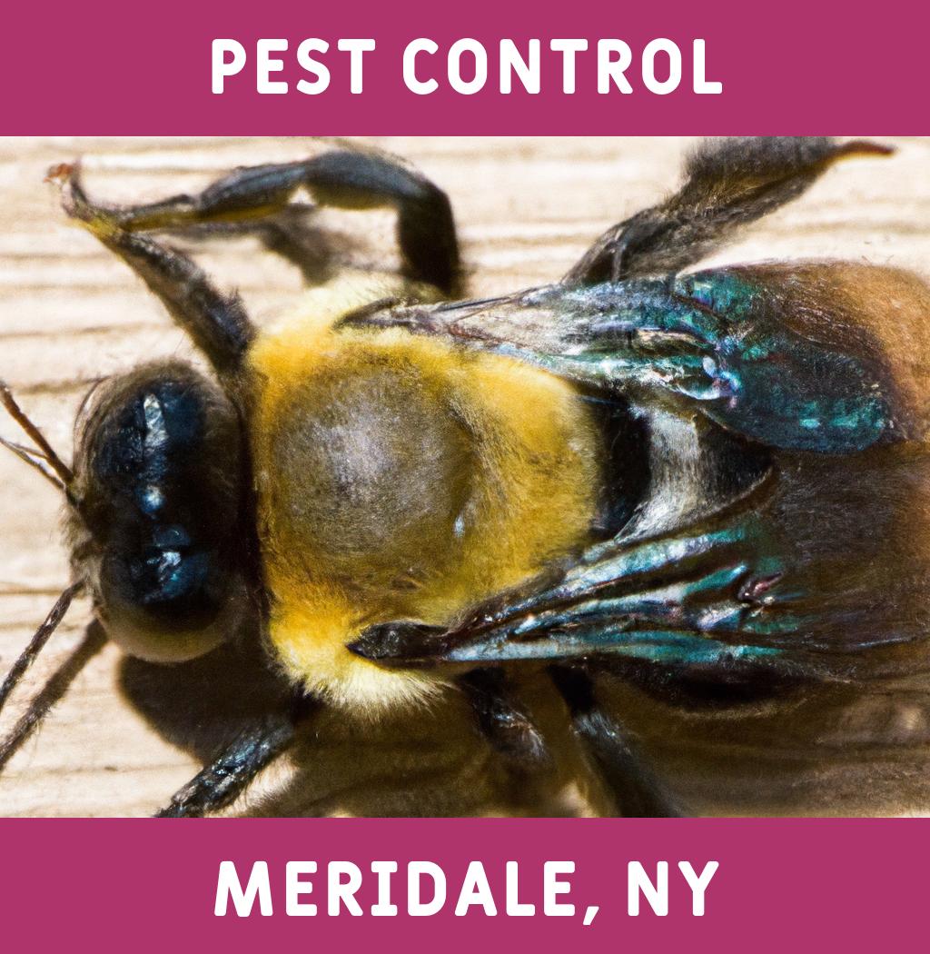 pest control in Meridale New York