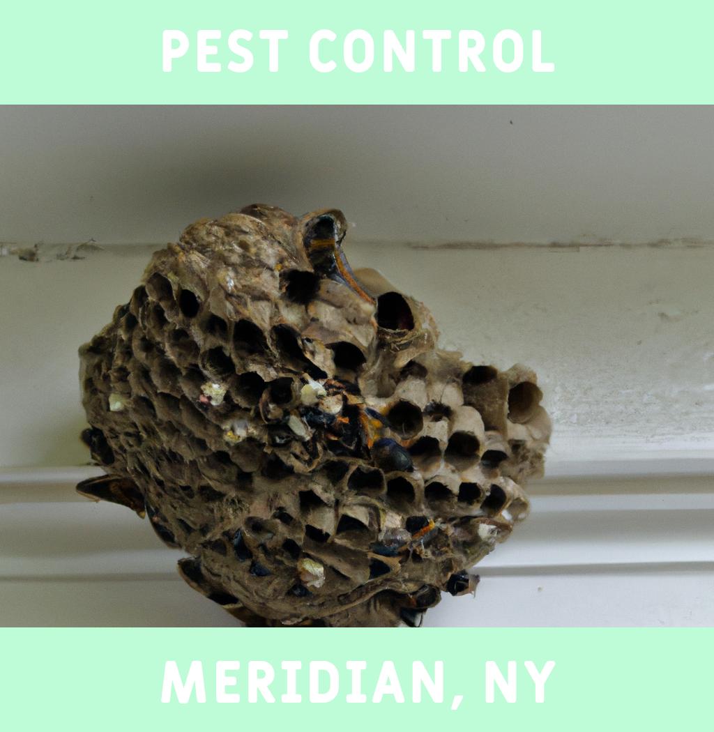 pest control in Meridian New York