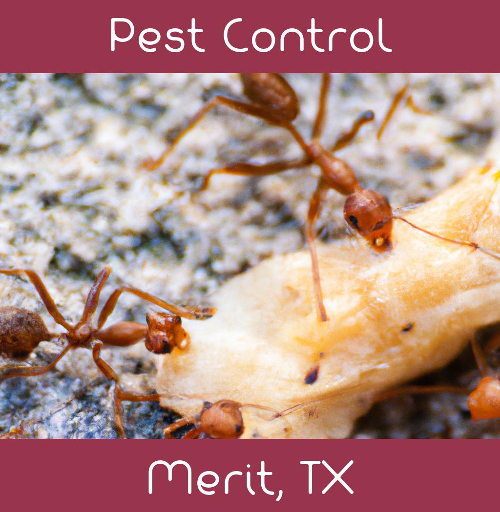 pest control in Merit Texas