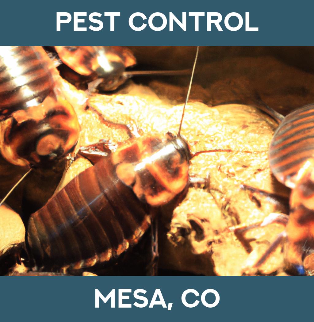 pest control in Mesa Colorado