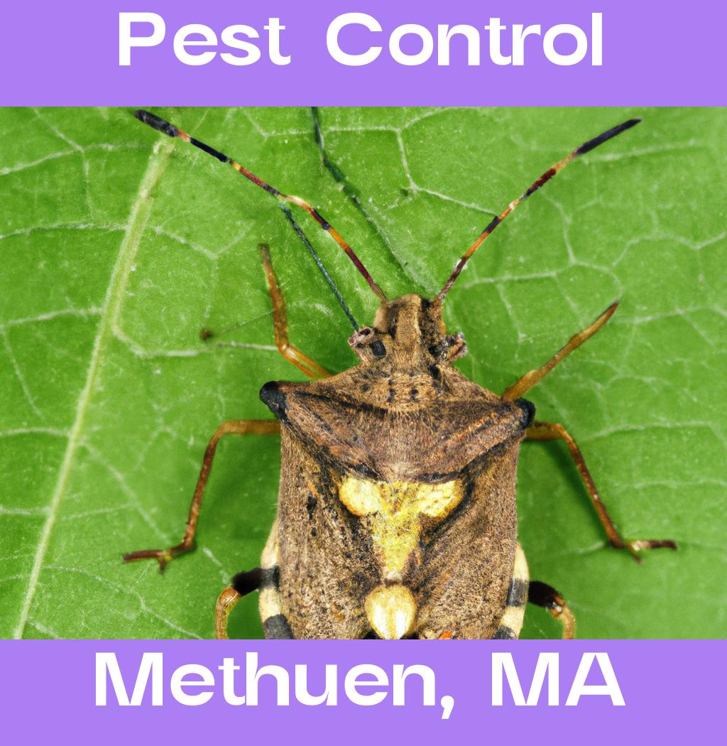 pest control in Methuen Massachusetts