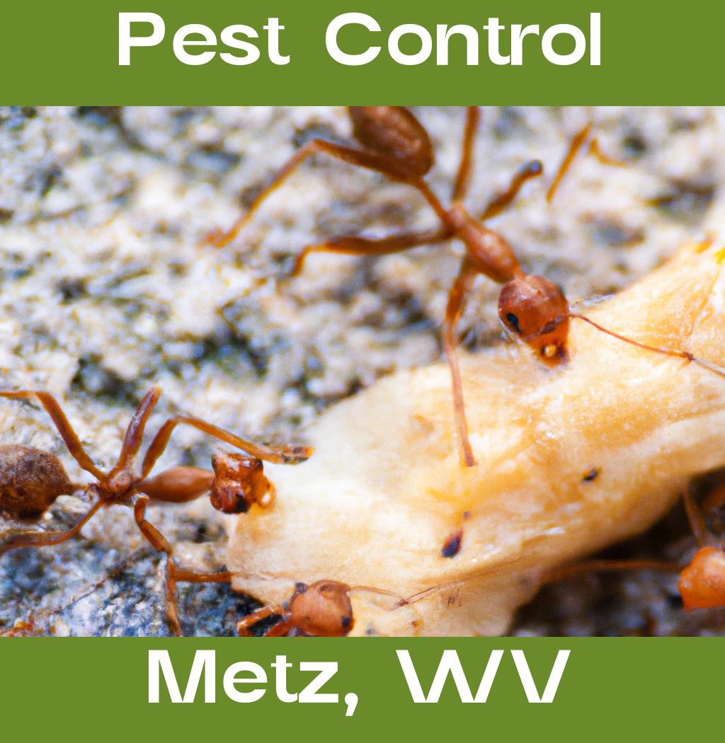pest control in Metz West Virginia