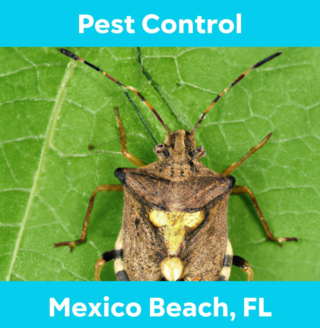 pest control in Mexico Beach Florida