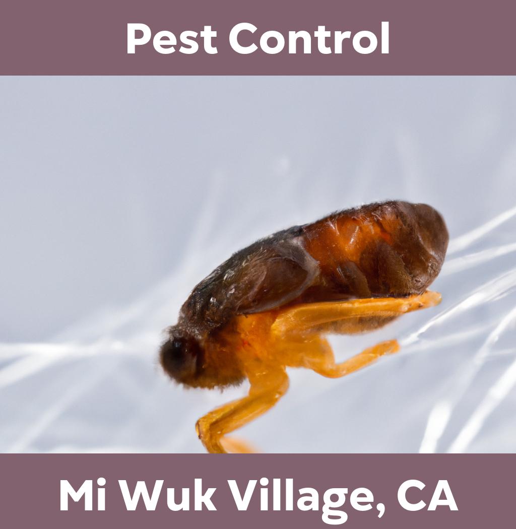 pest control in Mi Wuk Village California