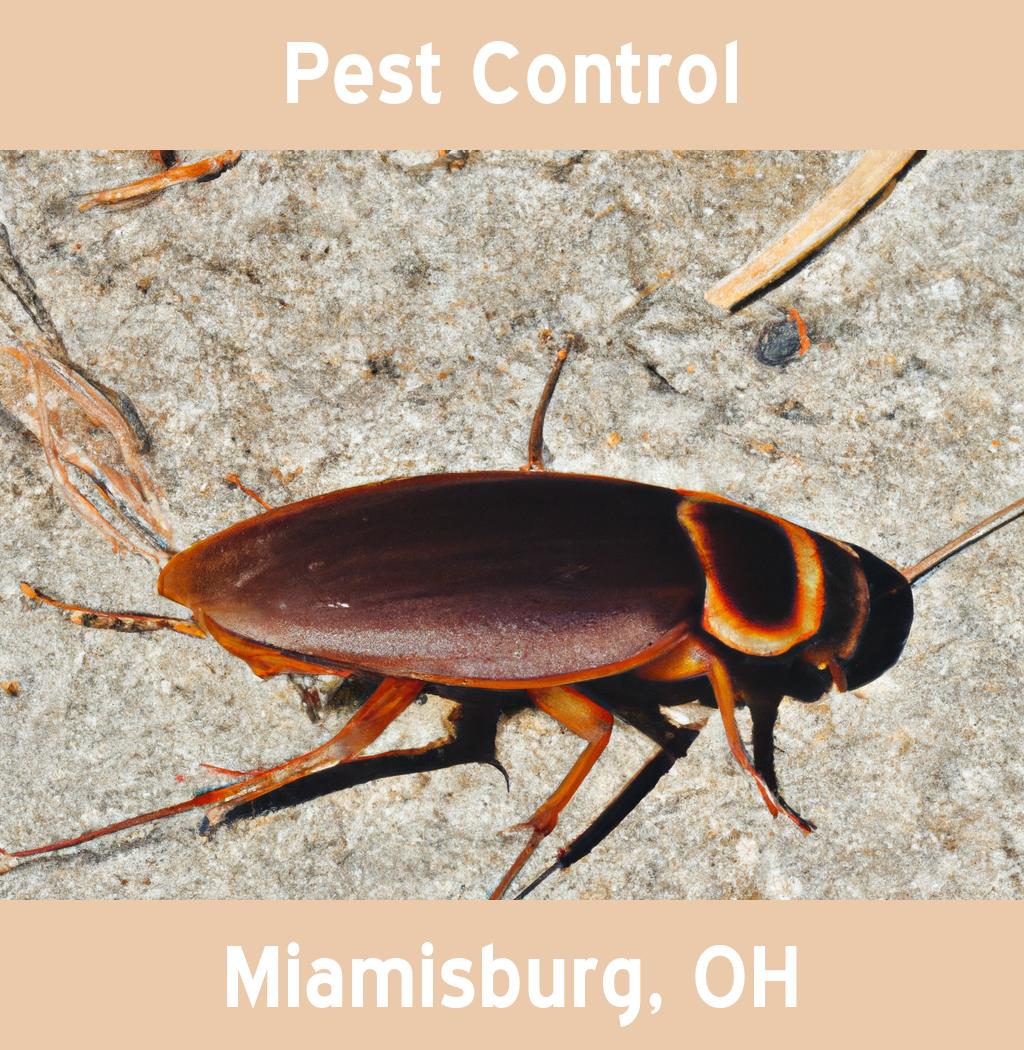 pest control in Miamisburg Ohio