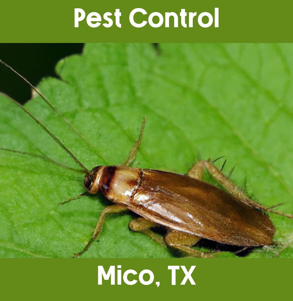pest control in Mico Texas