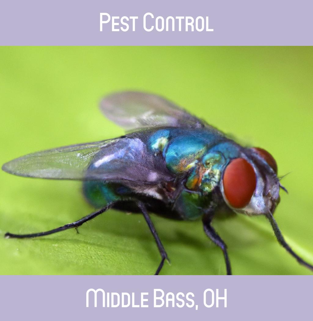 pest control in Middle Bass Ohio