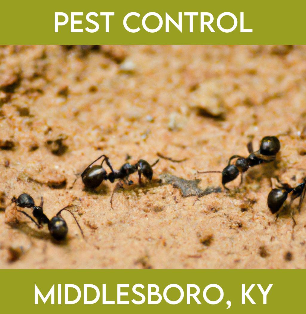 pest control in Middlesboro Kentucky