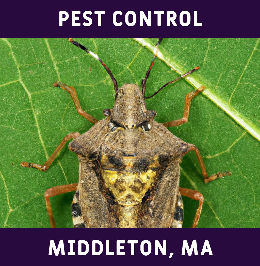 pest control in Middleton Massachusetts