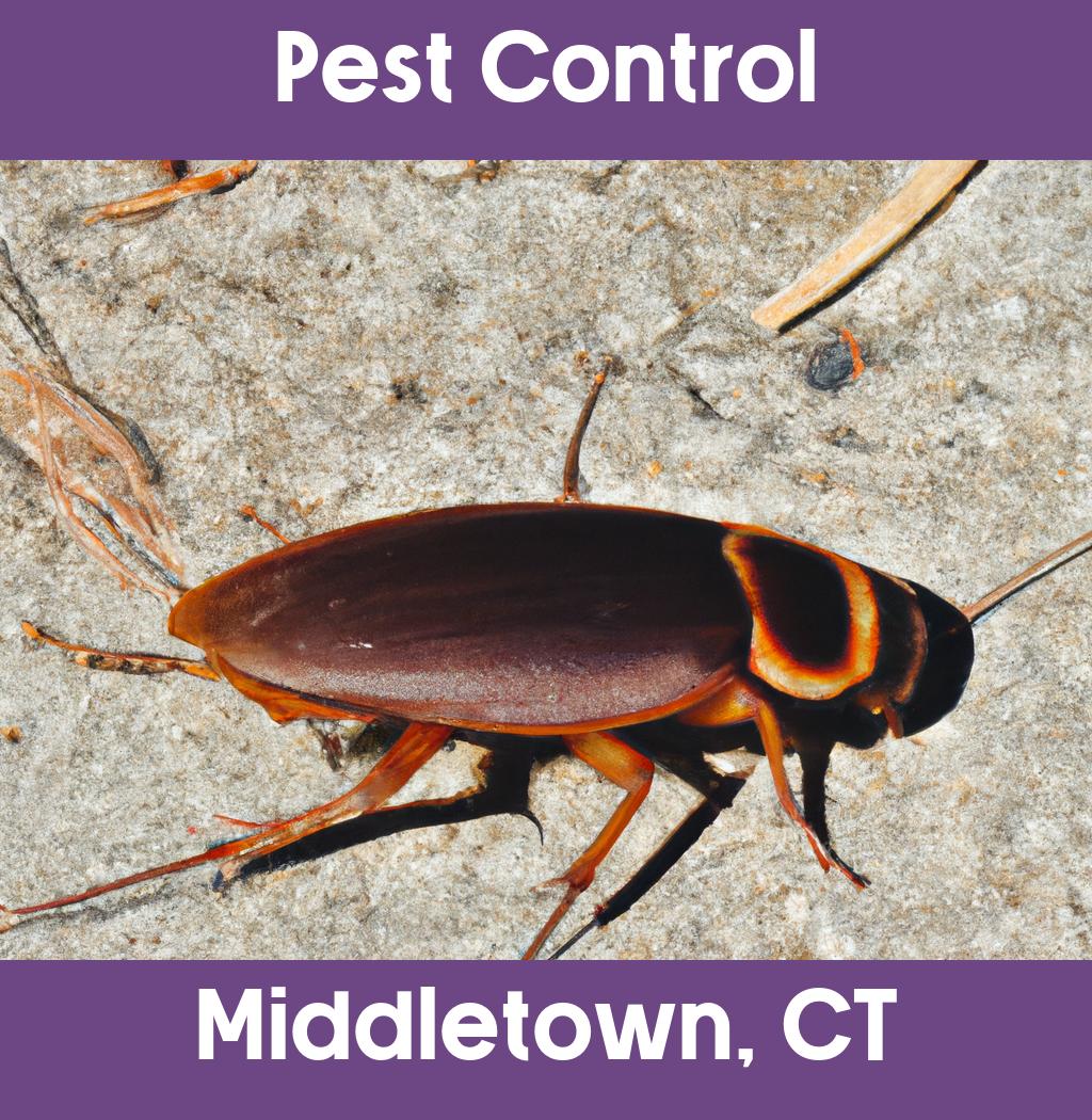 pest control in Middletown Connecticut