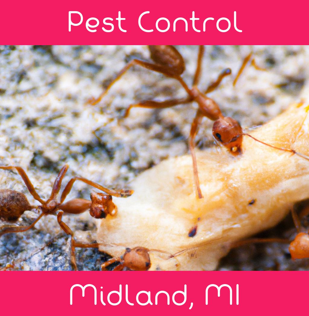 pest control in Midland Michigan