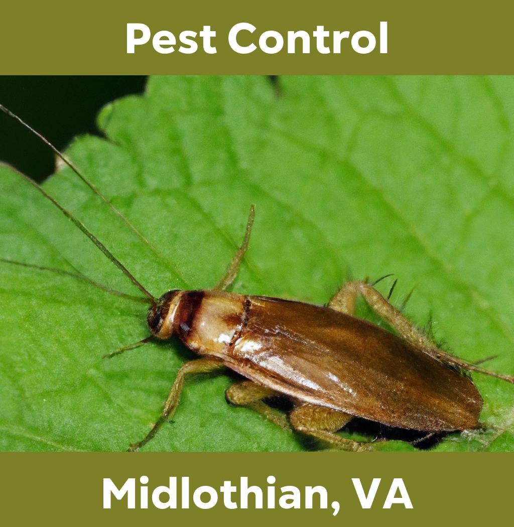 pest control in Midlothian Virginia