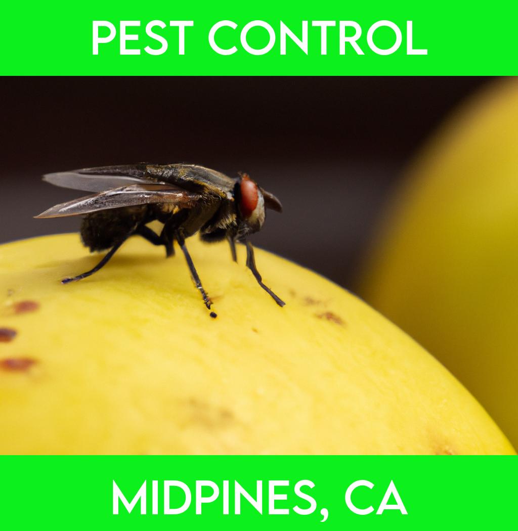 pest control in Midpines California