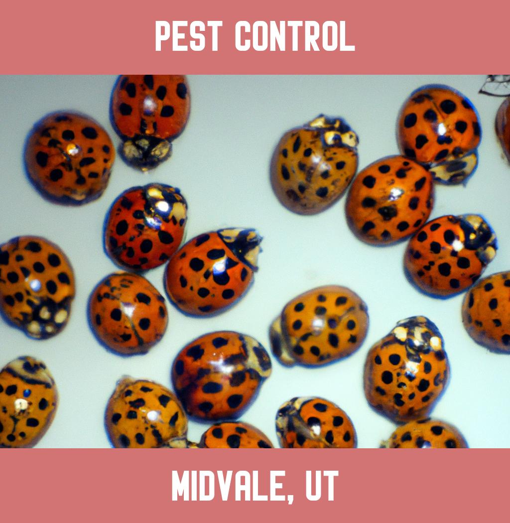 pest control in Midvale Utah