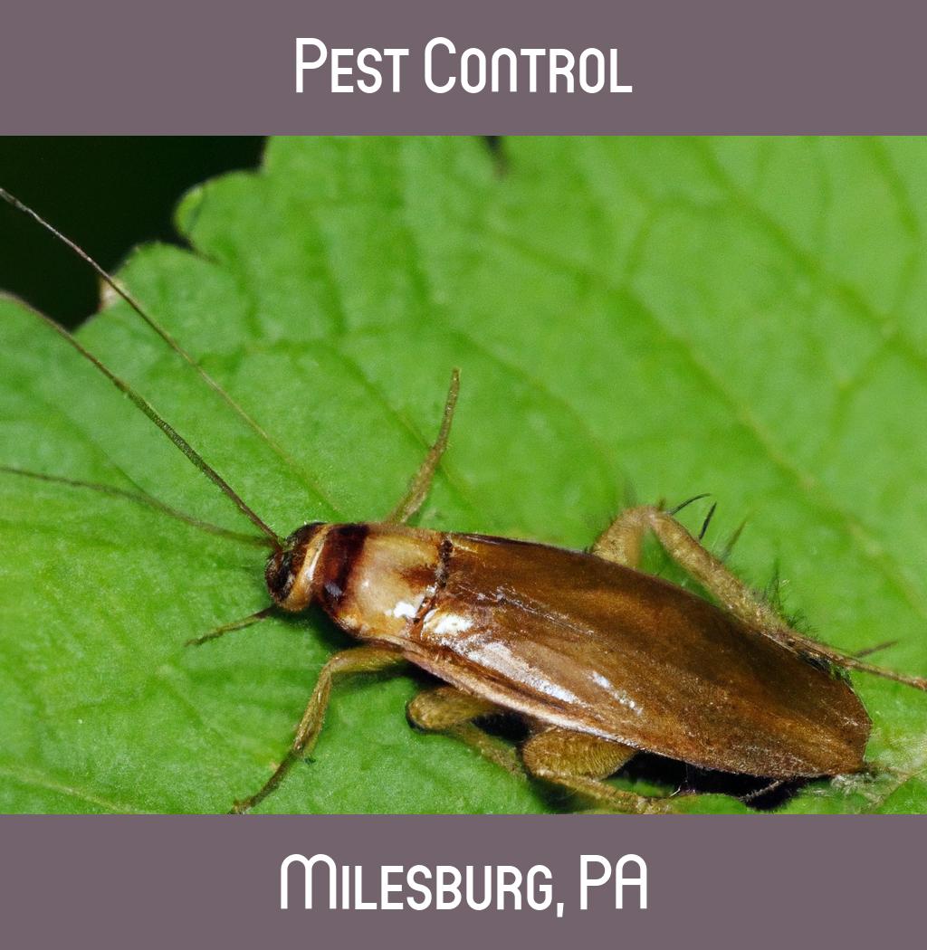pest control in Milesburg Pennsylvania