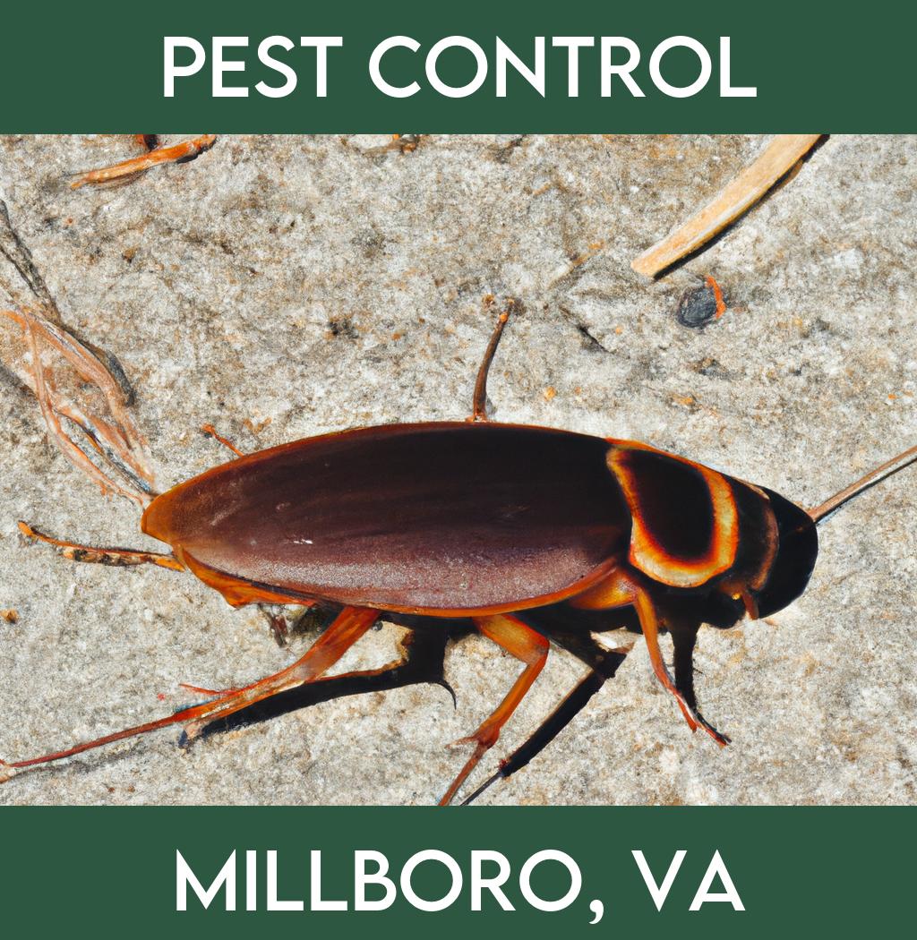 pest control in Millboro Virginia