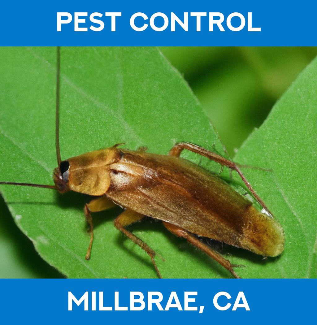 pest control in Millbrae California