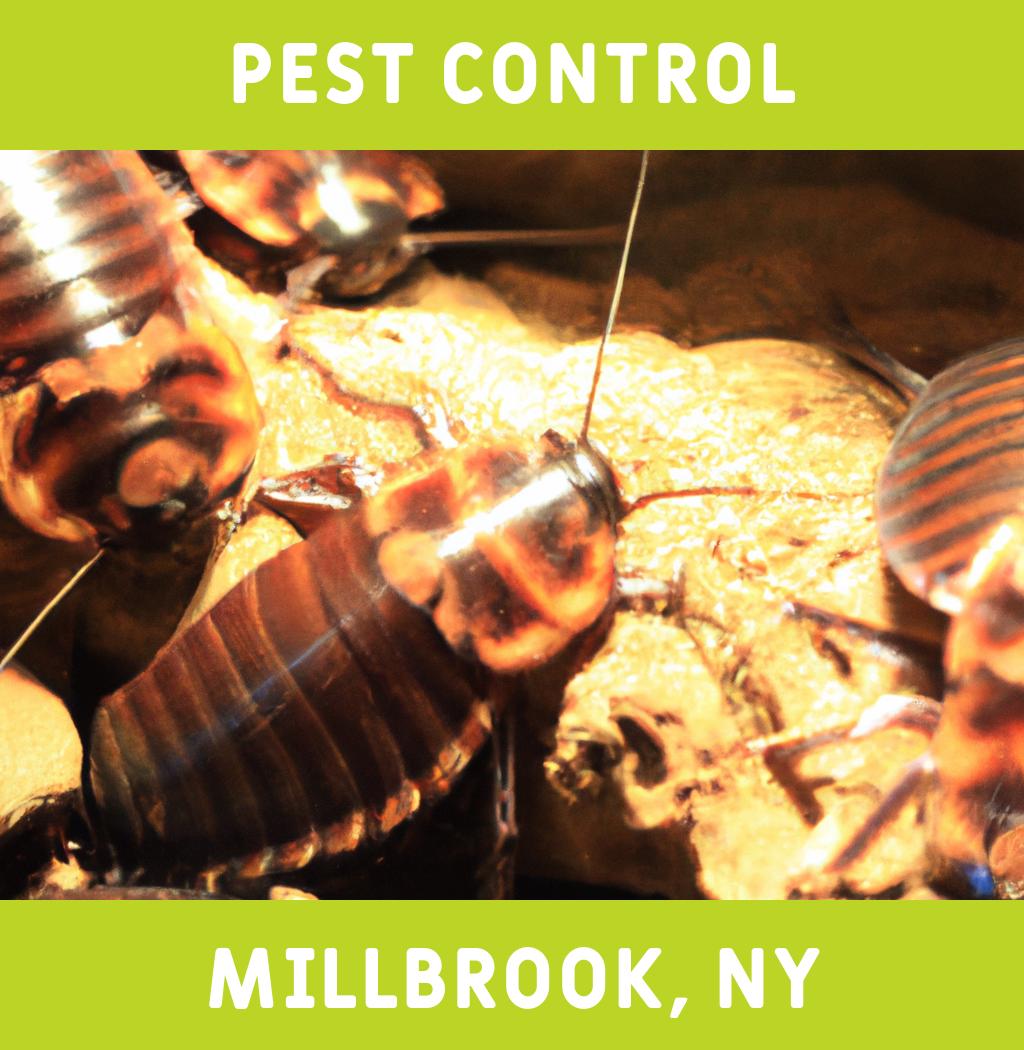 pest control in Millbrook New York