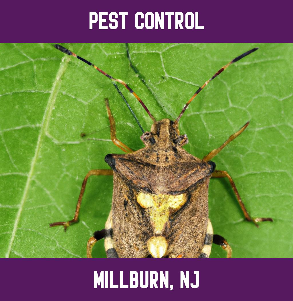 pest control in Millburn New Jersey