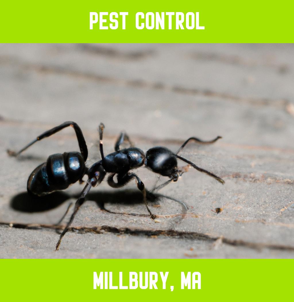 pest control in Millbury Massachusetts