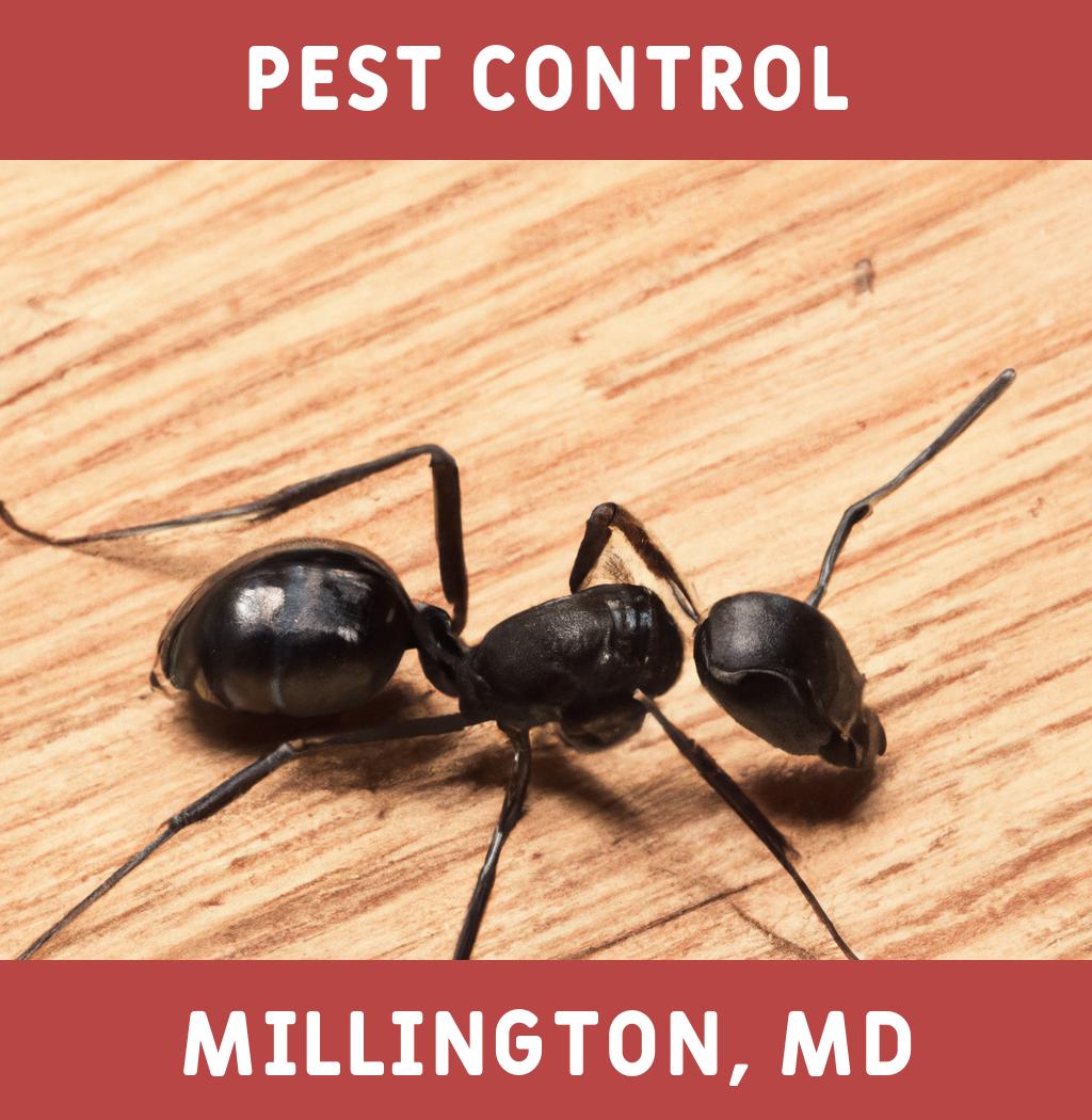 pest control in Millington Maryland