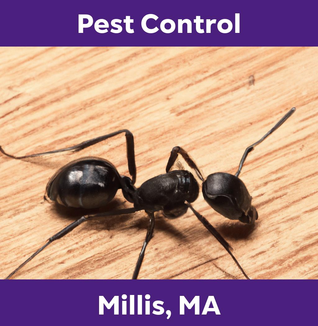 pest control in Millis Massachusetts