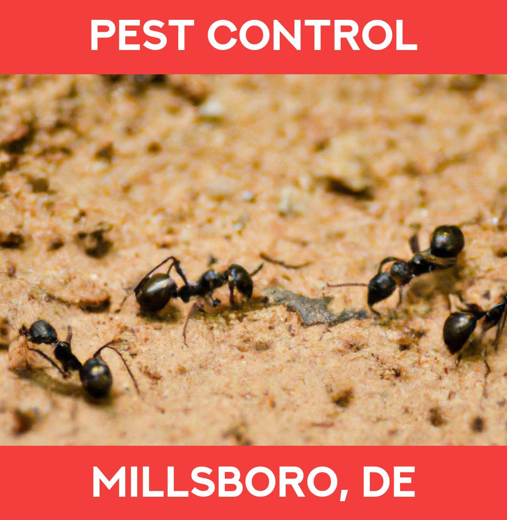 pest control in Millsboro Delaware