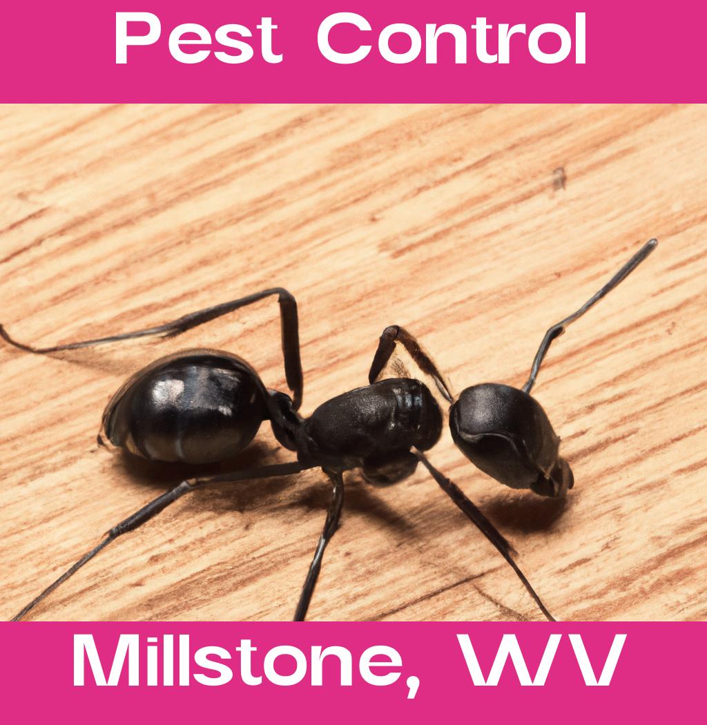 pest control in Millstone West Virginia