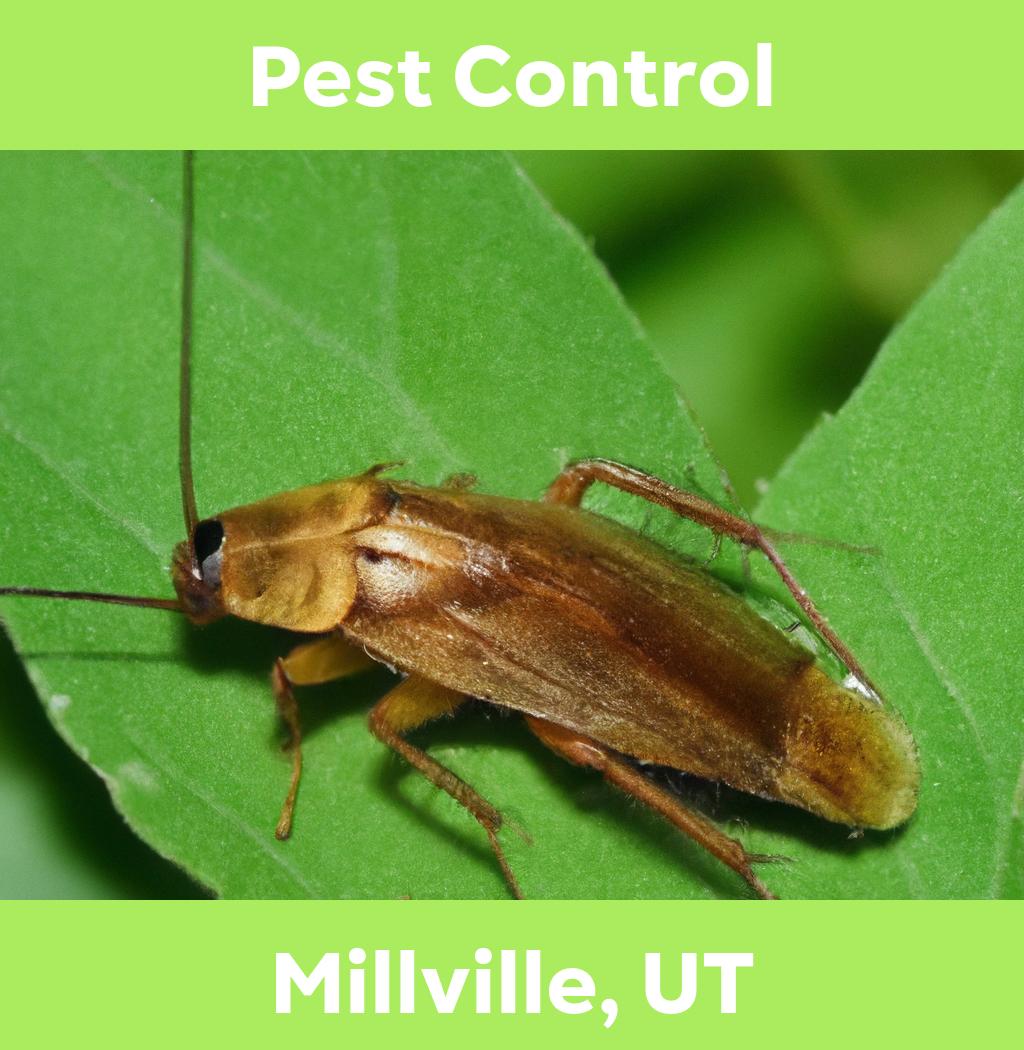 pest control in Millville Utah