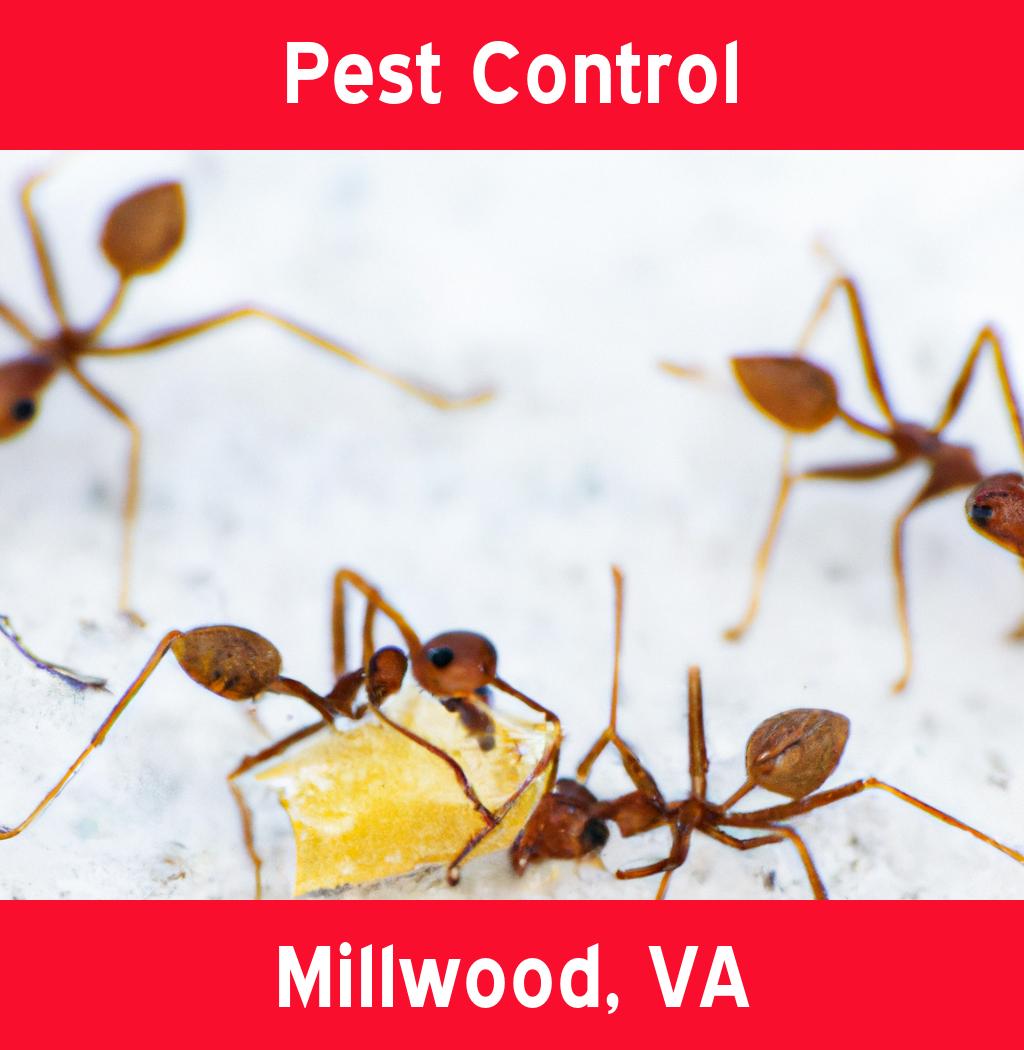 pest control in Millwood Virginia