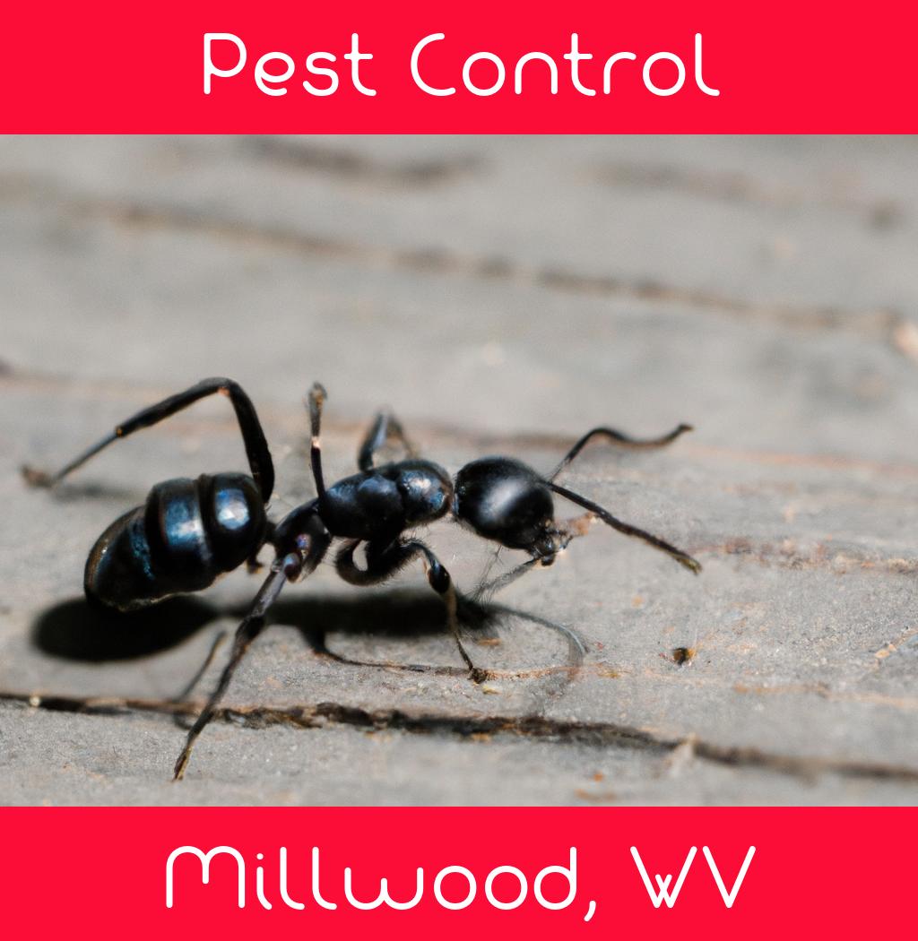 pest control in Millwood West Virginia
