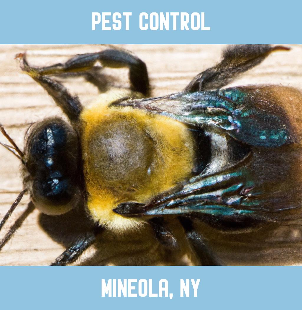 pest control in Mineola New York