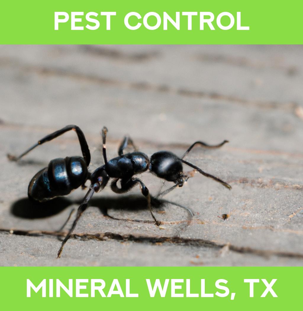 pest control in Mineral Wells Texas