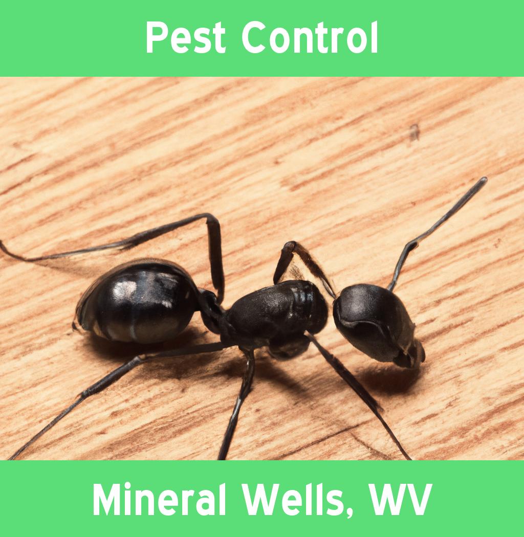 pest control in Mineral Wells West Virginia