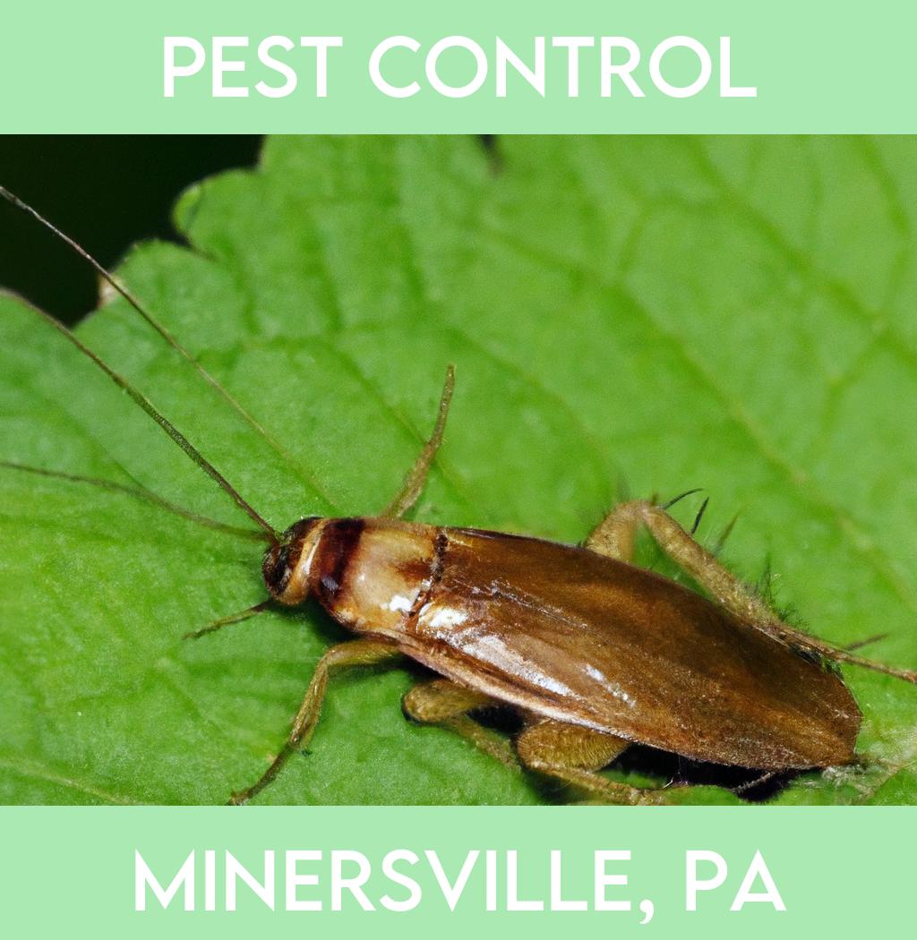 pest control in Minersville Pennsylvania