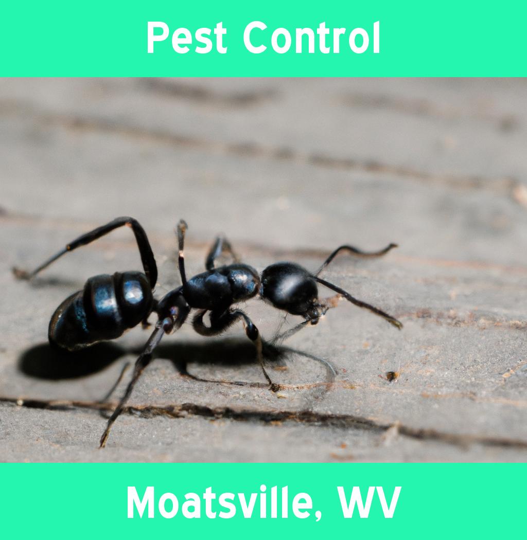 pest control in Moatsville West Virginia