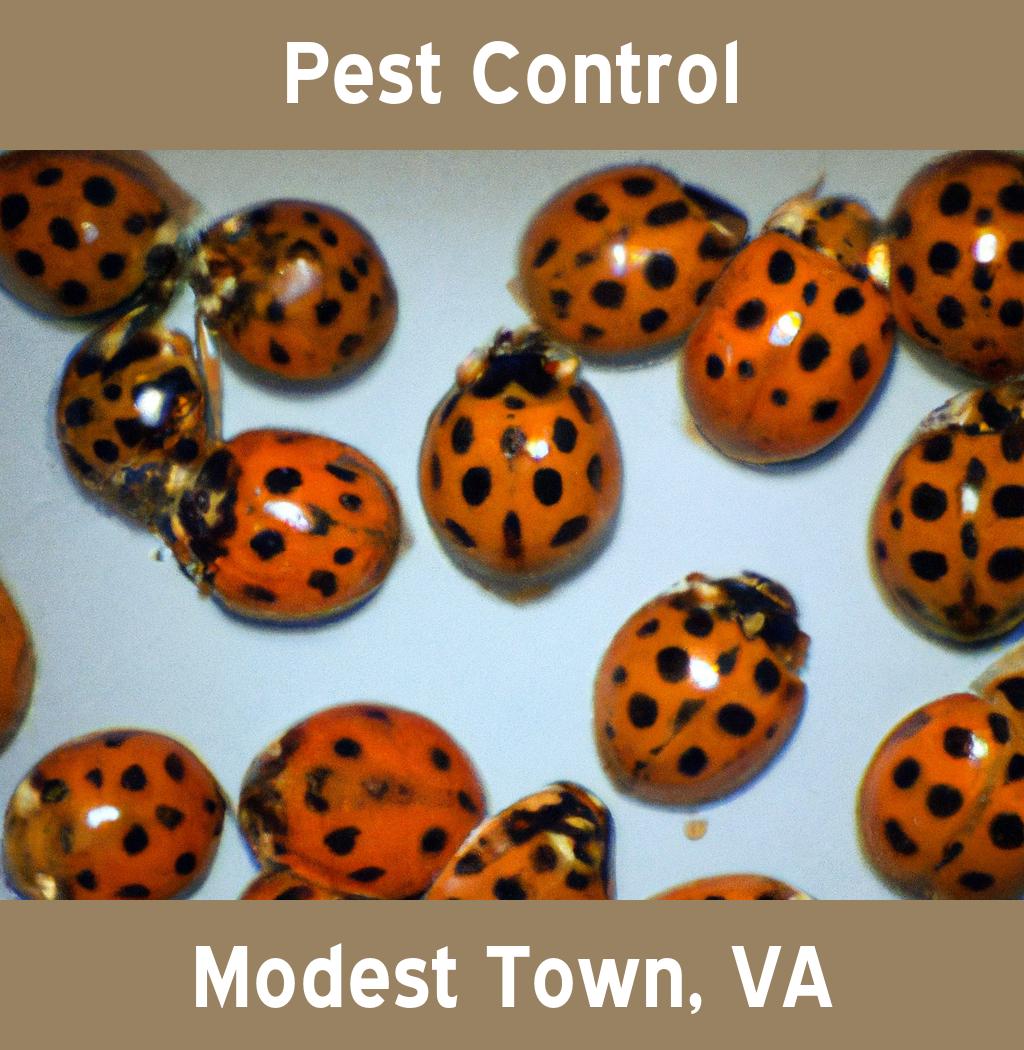 pest control in Modest Town Virginia