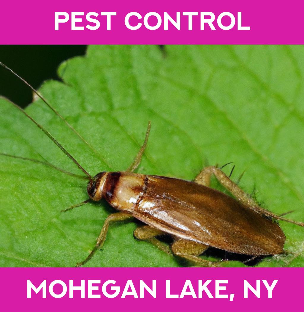 pest control in Mohegan Lake New York