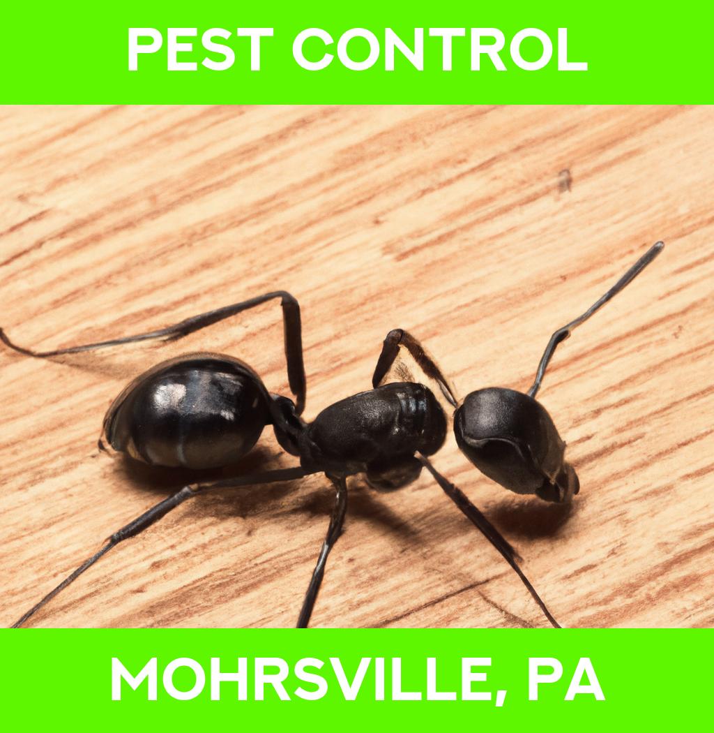 pest control in Mohrsville Pennsylvania