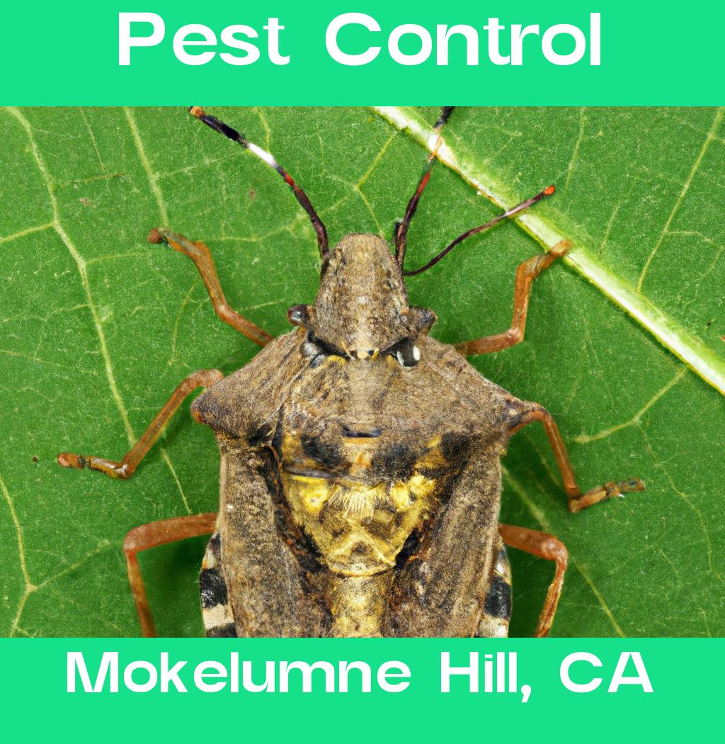 pest control in Mokelumne Hill California